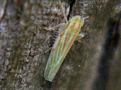 Leafhopper